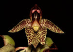 Carica l'immagine nel visualizzatore Galleria, Catasetum sanguineum
