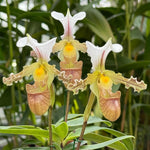 Carica l'immagine nel visualizzatore Galleria, Paphiopedilum tranlienianum