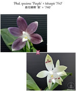 Load image into Gallery viewer, Phalaenopsis speciosa 'Purple' × tetraspis '740'