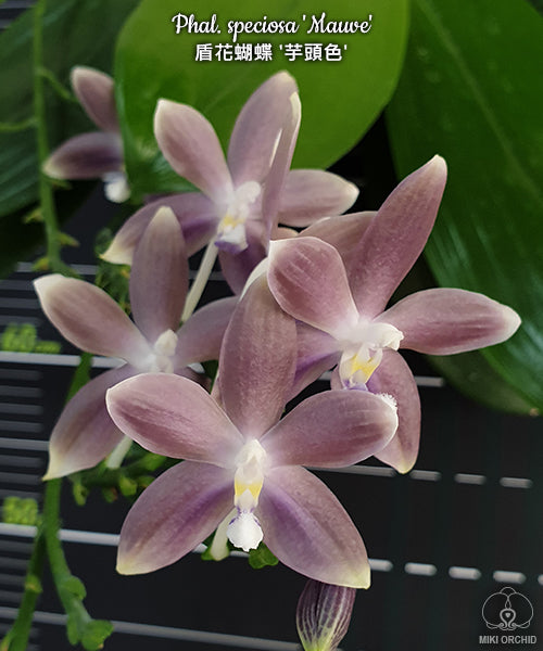 Phalaenopsis speciosa 'Mauve'