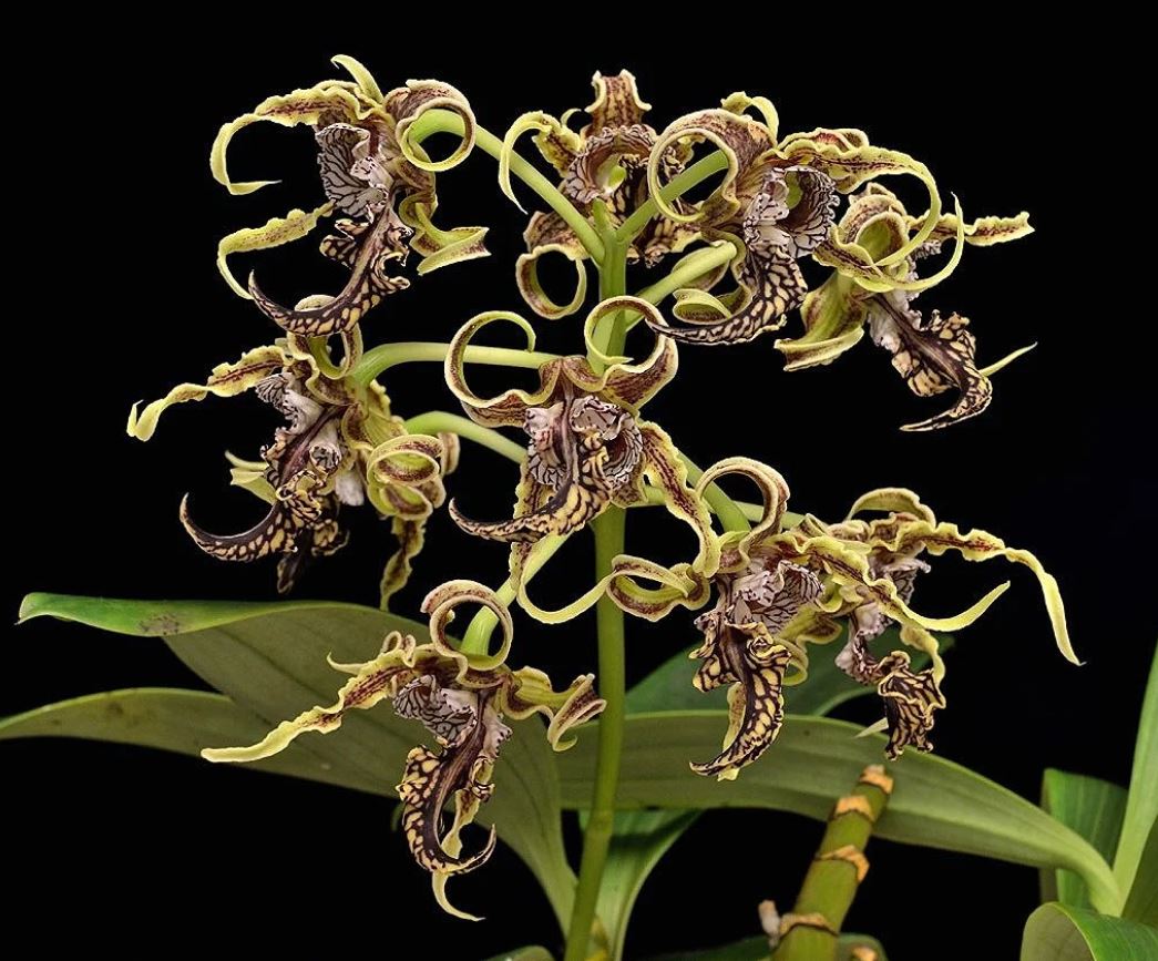 Dendrobium spectabile