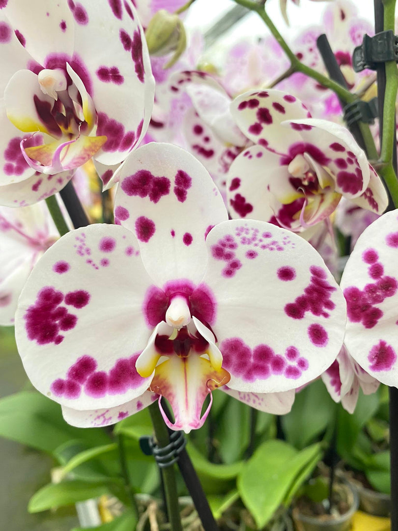 Phalaenopsis Spotty Purple