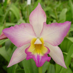 Carica l&#39;immagine nel visualizzatore Galleria, Cattleya (Iwanagara) Apple Blossom &#39;Spring Time&#39;
