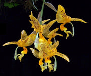 Stanhopea jenischiana