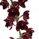 Load image into Gallery viewer, Cymbidium Street Tango