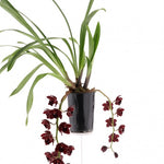Load image into Gallery viewer, Cymbidium Street Tango