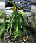 Carica l&#39;immagine nel visualizzatore Galleria, Platycerium (stemaria × andinum) &#39;NUK&#39;
