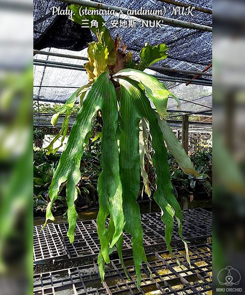 Platycerium (stemaria × andinum) 'NUK'