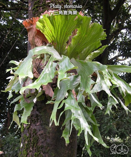 Platycerium stemaria