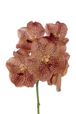 Carica l&#39;immagine nel visualizzatore Galleria, Vanda Leopard Tangerine
