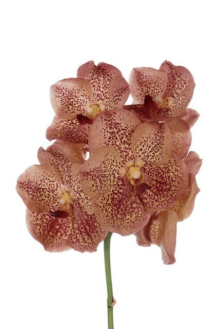 Vanda Leopard Tangerine