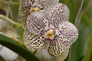 Vanda Purple Confetti