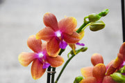 Phalaenopsis Sunset Orange = Bolgheri = Bronze Buddha (Phal. Golden Buddha x Phal. Auspice Hsintien)
