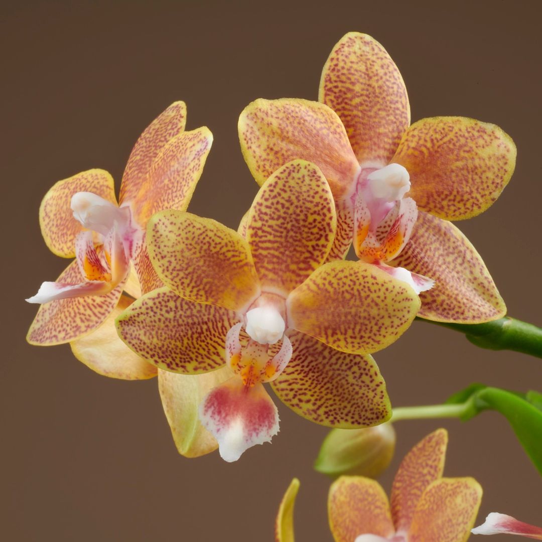 OFFERTA ORCHIDEE RICADENTI
