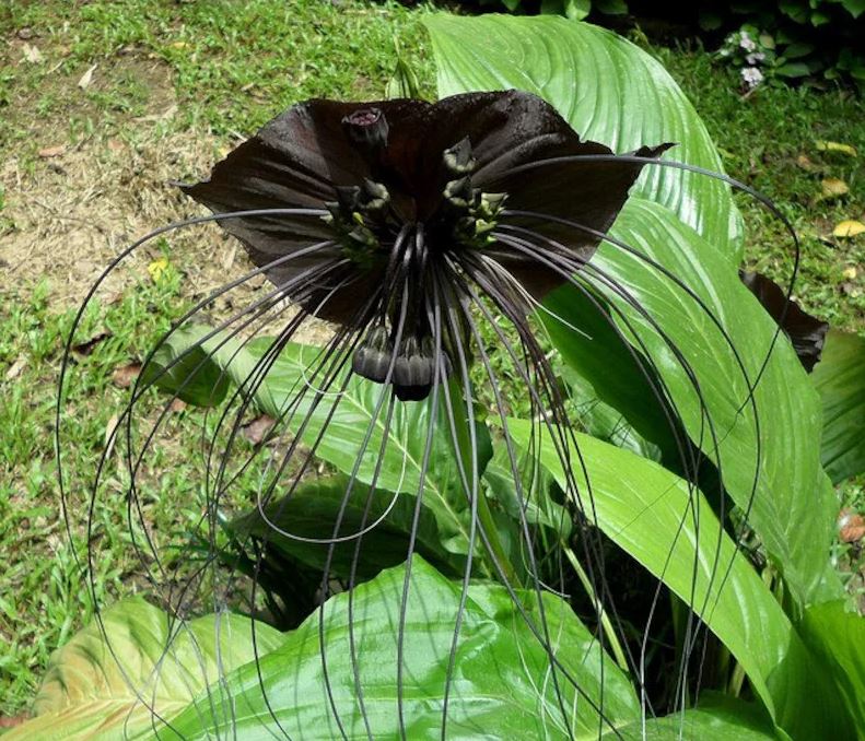 Tacca chantrieri
