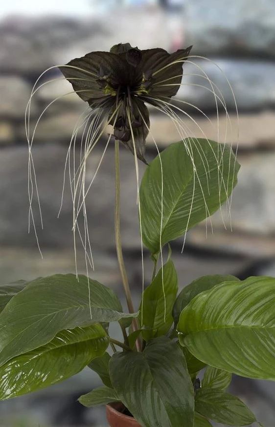 Tacca chantrieri