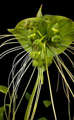 Carica l&#39;immagine nel visualizzatore Galleria, Tacca chantrieri &#39;Green Isle&#39;
