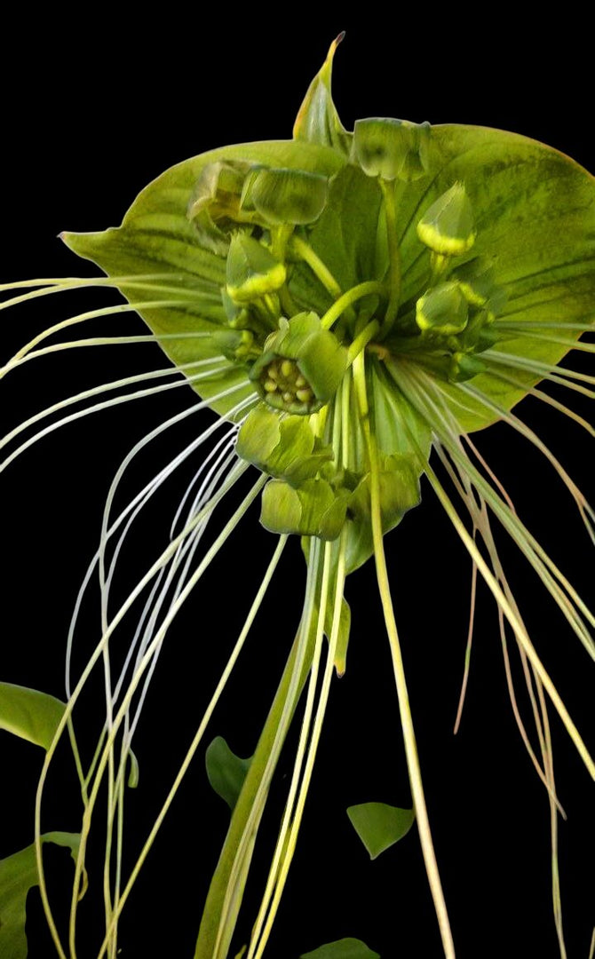 Tacca chantrieri 'Green Isle'
