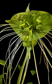 Tacca chantrieri 'Green Isle'