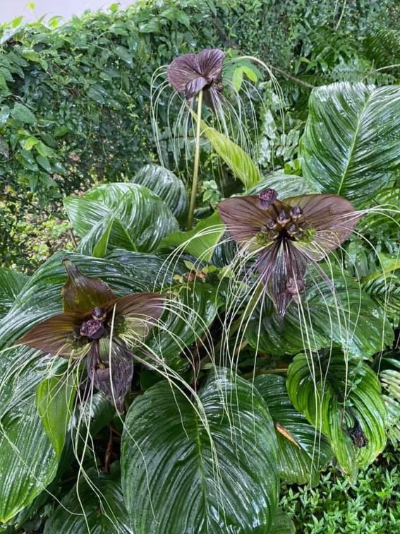 Tacca chantrieri