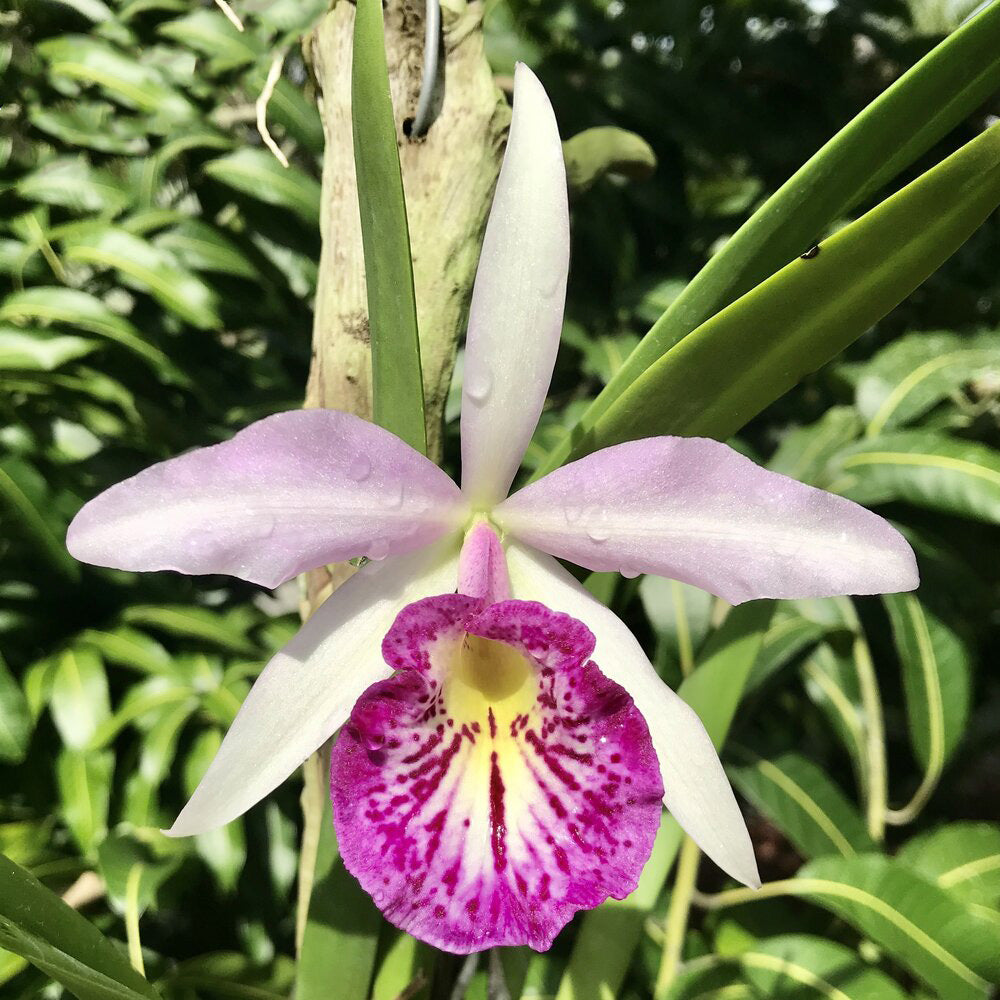 Brassocattleya Taiwan Big Lip