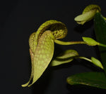 Carica l&#39;immagine nel visualizzatore Galleria, Bulbophyllum Taiwan Cicad (arfakianum × burfordiense (syn. grandiflorum))
