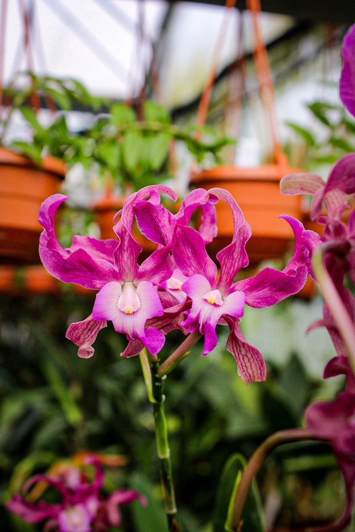 Laelianthe Tandaleyo (Guarianthe bowringiana × Laelia undulata)