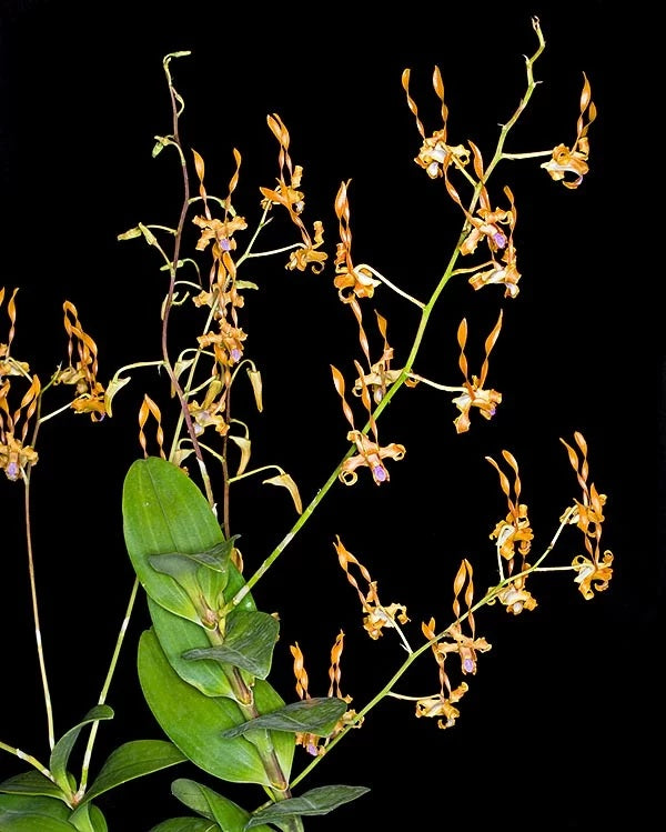 Dendrobium tangerinum