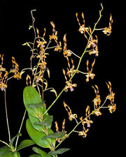 Dendrobium tangerinum