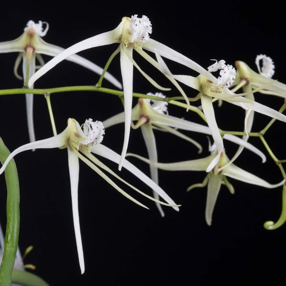 Dendrobium teretifolium