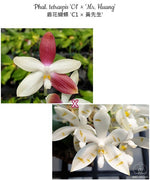 Load image into Gallery viewer, Phalaenopsis tetraspis 'C1' × 'Mr. Huang'