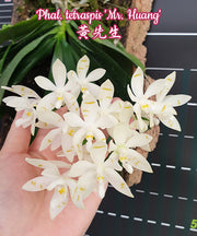 Phalaenopsis tetraspis 'Mr. Huang'