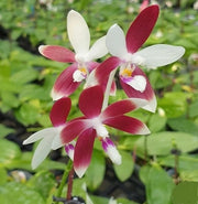 Phalaenopsis tetraspis 