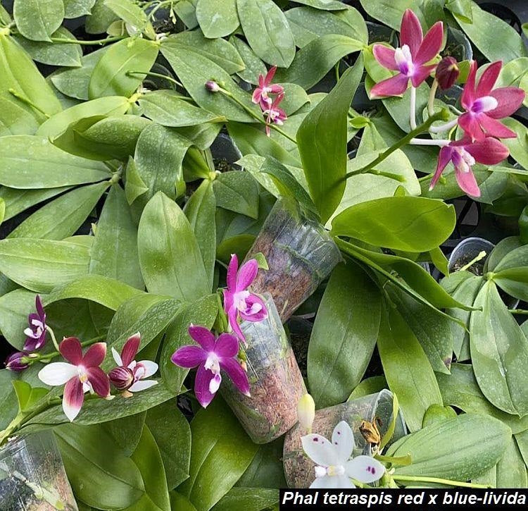 Phalaenopsis tetraspis (red x livida)