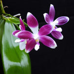 Load image into Gallery viewer, Phalaenopsis tetraspis (red x purple)