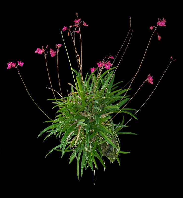 Tetratonia Dark Prince (Broughtonia sanguinea × Tetramicra canaliculata)