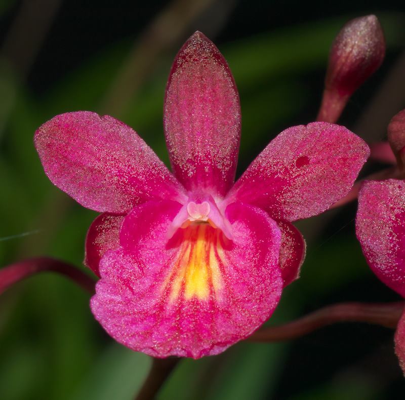 Tetratonia Dark Prince (Broughtonia sanguinea × Tetramicra canaliculata)