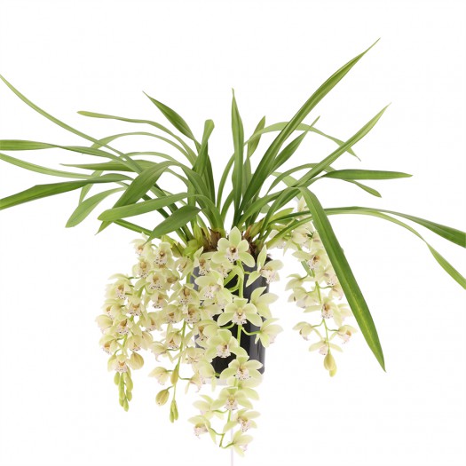 Cymbidium Cascade 'Thana'