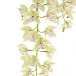 Carica l'immagine nel visualizzatore Galleria, Cymbidium Cascade 'Thana'