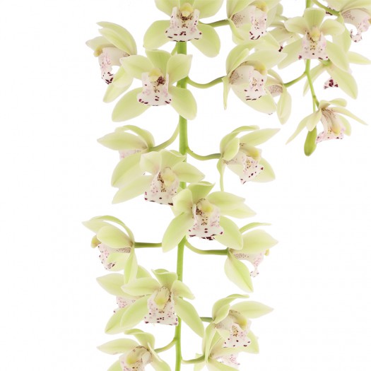 Cymbidium Cascade 'Thana'