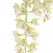 Cymbidium Cascade 'Thana'