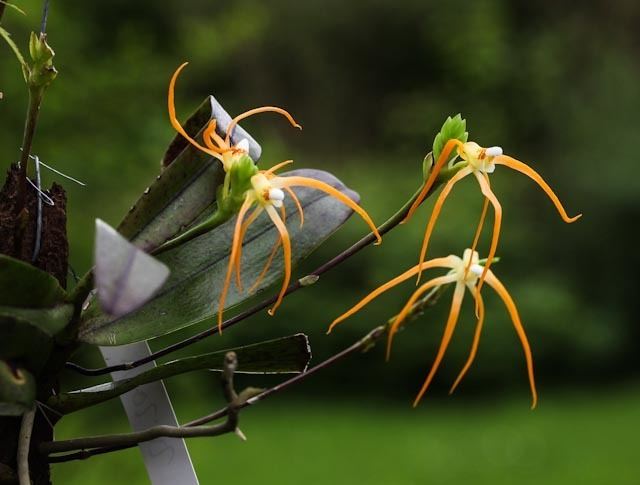 Thrixspermum centipeda