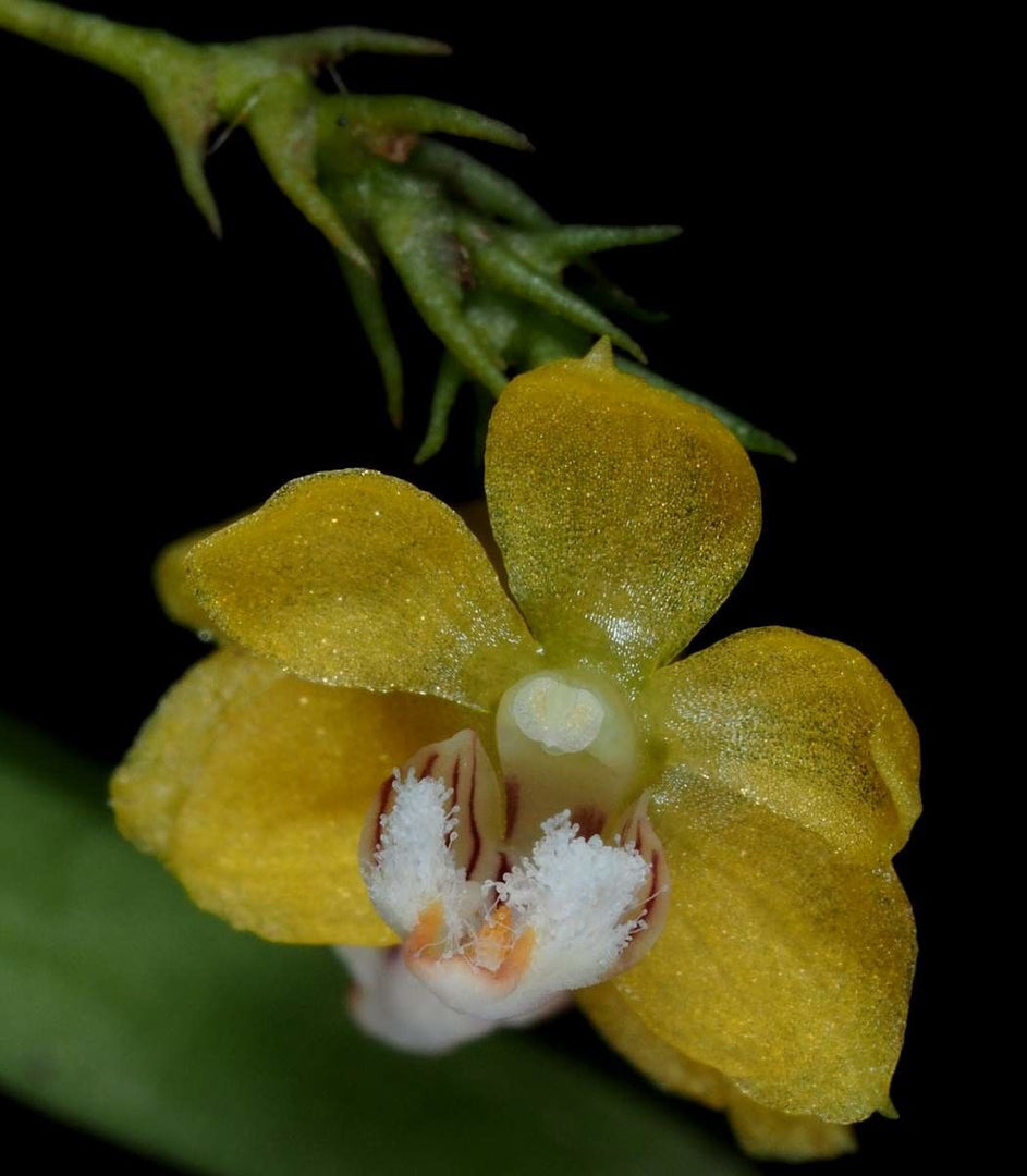 Thrixspermum merguense