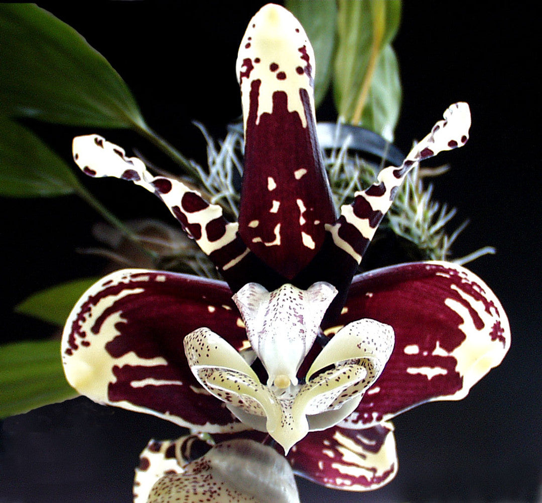Stanhopea tigrina var. nigroviolacea