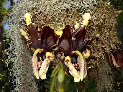 Stanhopea tigrina var. nigroviolacea