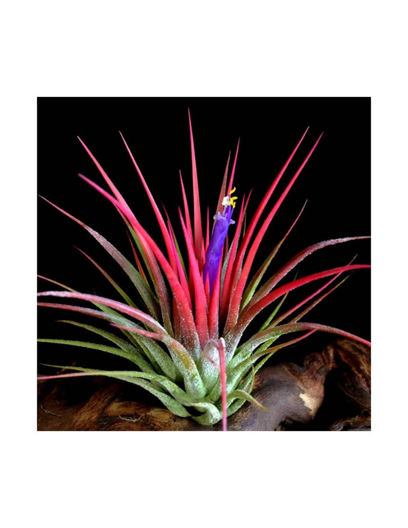 Tillandsia Ionantha red