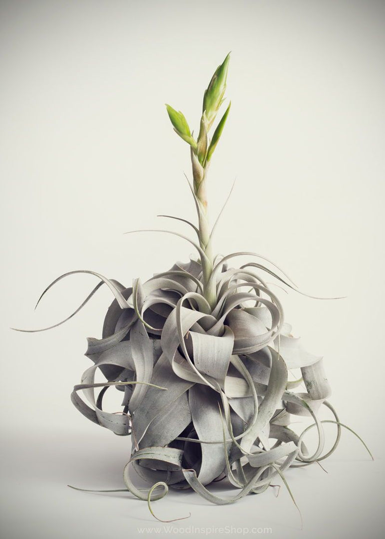 Tillandsia xerographica