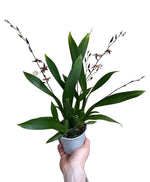 Carica l'immagine nel visualizzatore Galleria, Oncidium Titanium Treasure