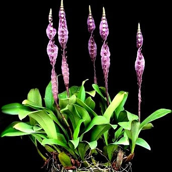Bulbophyllum purpureorhachis