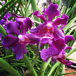 Carica l'immagine nel visualizzatore Galleria, Papilionanda Chao Praya Violet